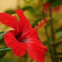 hibiscus-flower